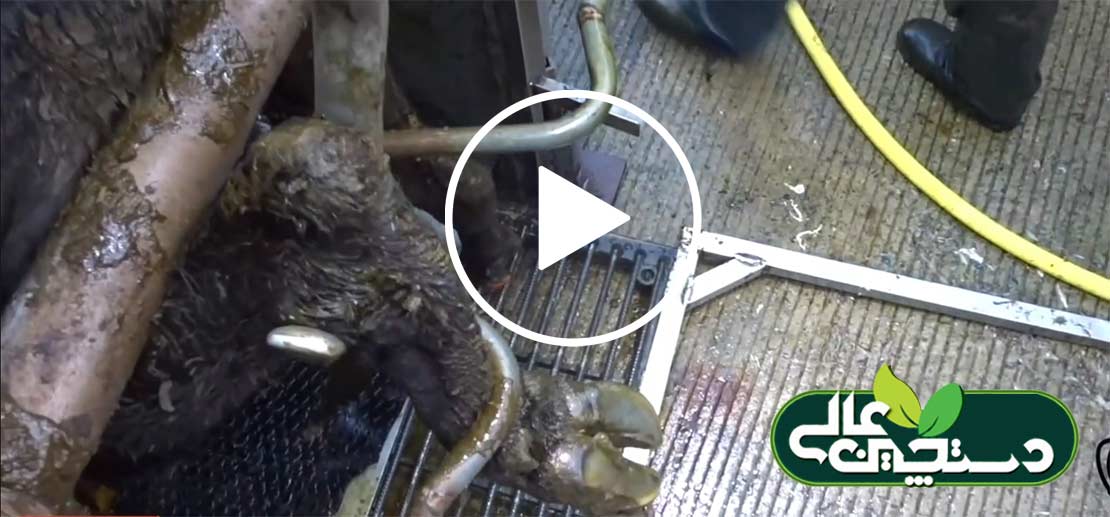 رسیدگی به سم دام های سنگین و سبک