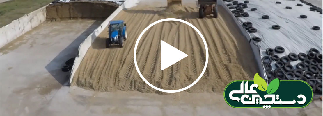 عمل آوری سیلاژ ذرت علوفه ای