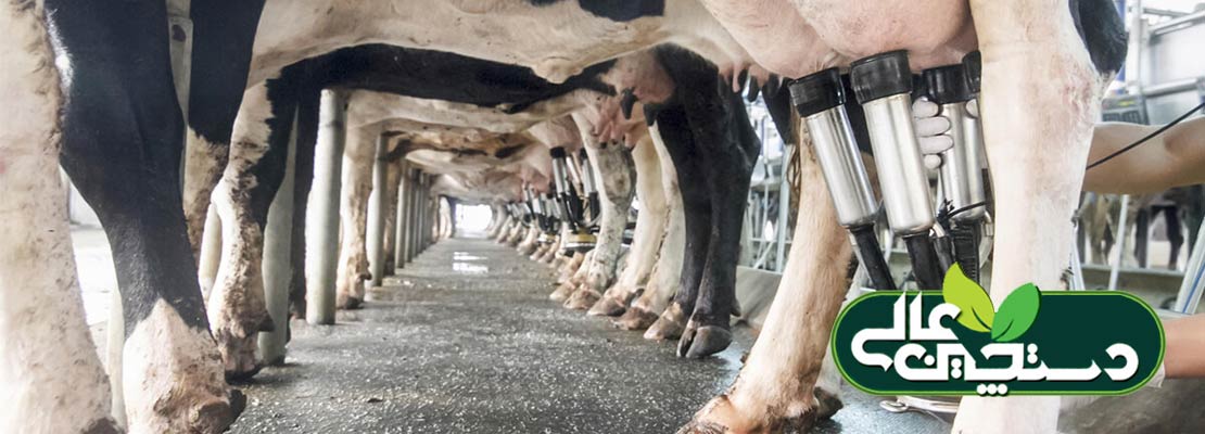 روند شیردوشی در گاوداری 5 مرحله دارد