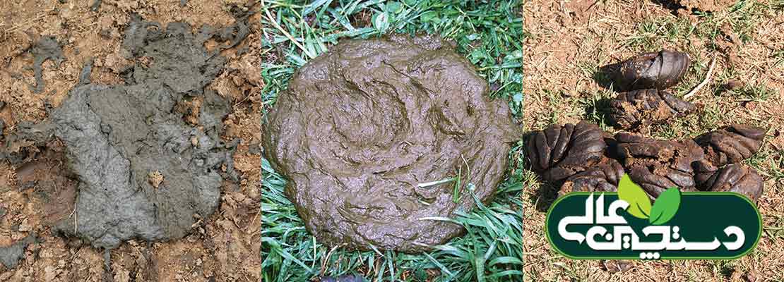 بررسی فضولات گاو میزان هضم پذیری واقعی مواد مغذی را مشخص می کند