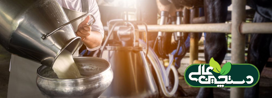 تولید شیر بالا در گاوداری