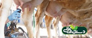روند شیردوشی در گاوداری 5 مرحله دارد