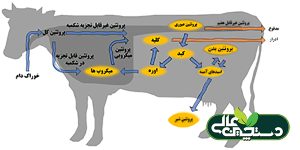 پروتئین غیرقابل تجزیه شکمبه ای