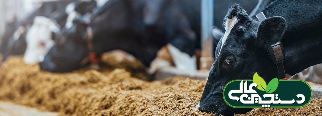 آشنایی با افزودنی های خوراک دام و نقش آنها