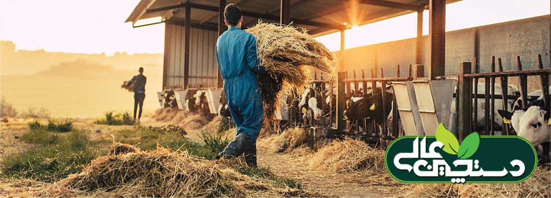 ایمنی کارکنان دامداری خود را افزایش دهید