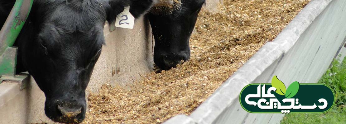 غلات تقطیری خشک شده DDGS در خوراک دام