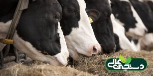جیره خوراک گاوهای دوشا را بر چه اساسی باید تنظیم کرد