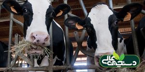 جیره خوراک گاوهای دوشا را بر چه اساسی باید تنظیم کرد