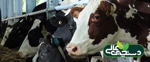 مراقبت از گاوهای خشک