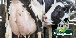 مراقبت از گاوهای خشک را بهتر انجام دهید